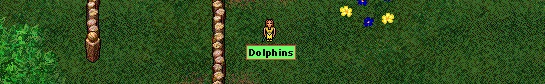 bild:dolphins2.jpg